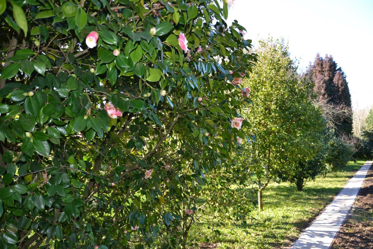 Quinta D'Avo Amelia Bed & Breakfast Alquerubim Exterior photo